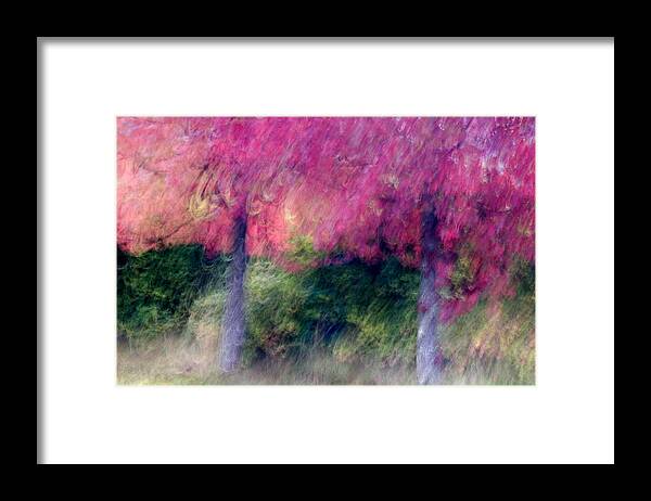 Trees Framed Print featuring the photograph Autumn Trees by Carol Leigh