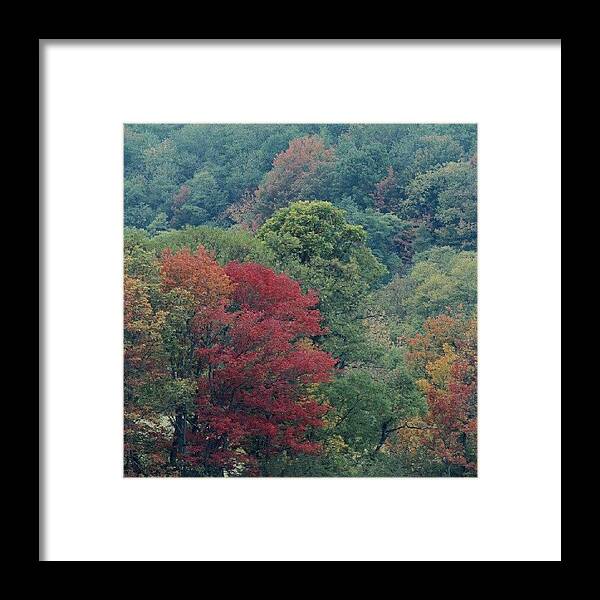 Autumn Framed Print featuring the photograph Autumn Trees by Kelli Stowe