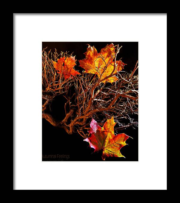 Autumn Framed Print featuring the photograph Autumnal Feelings by B Cash