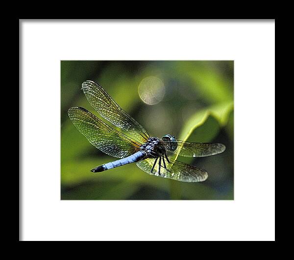 Dragonfly Framed Print featuring the photograph Avenbury Dragonfly by Neil Doren
