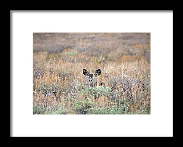 Deer Framed Print featuring the photograph Babe in Hiding by Lynn Bauer