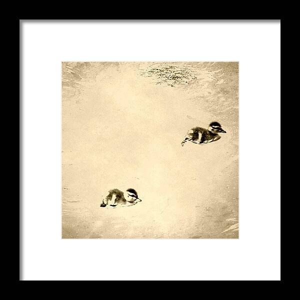 Love Framed Print featuring the photograph Babies<3 #duck #ducks #instadaily by Jessie Schafer