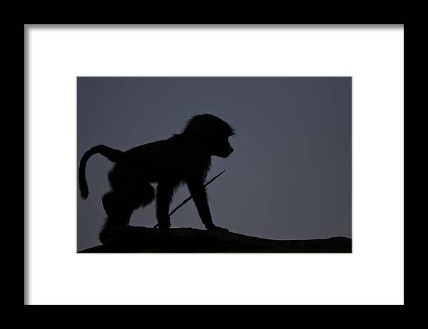 Horizontal Framed Print featuring the photograph Baboon Baby Carrying A Stick by Manoj Shah