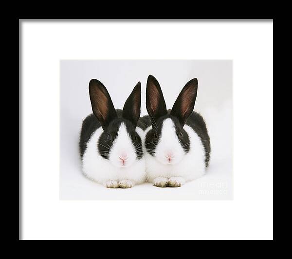 Black-and-white Dutch Rabbit Framed Print featuring the photograph Baby Black-and-white Dutch Rabbits by Jane Burton