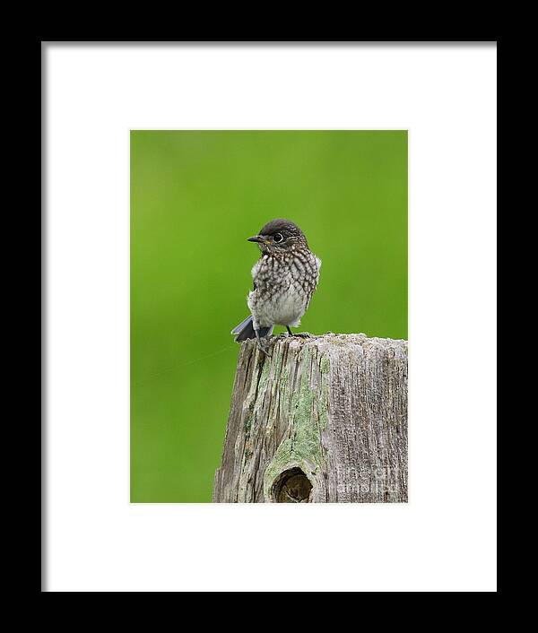 Animal Framed Print featuring the photograph Baby Bluebird On Post by Robert Frederick