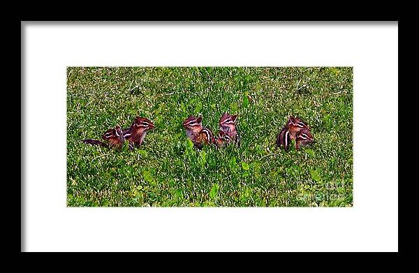 Animal Framed Print featuring the digital art Baby Chipmunks Montage 1 by Smilin Eyes Treasures
