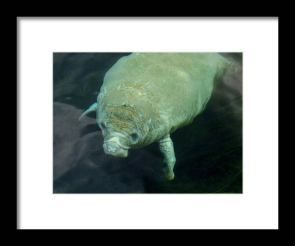 Manatee Framed Print featuring the photograph Baby Manatee by Carla Parris