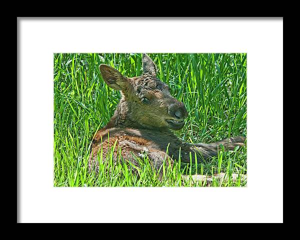 Moose Baby Framed Print featuring the photograph Baby Moose by Gary Beeler
