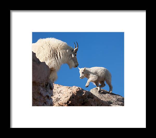 Mountain Goats; Baby; First Steps; Stepping; Encouragement; Nature; Goat; Stepping Out; Baby Goat; Mountain Goat Baby; Happy; Joy; Nature; Brothers Framed Print featuring the photograph Baby Steps by Jim Garrison