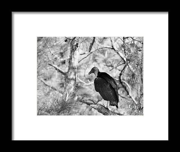 Black Vulture Framed Print featuring the photograph Back In Black by Lynda Dawson-Youngclaus
