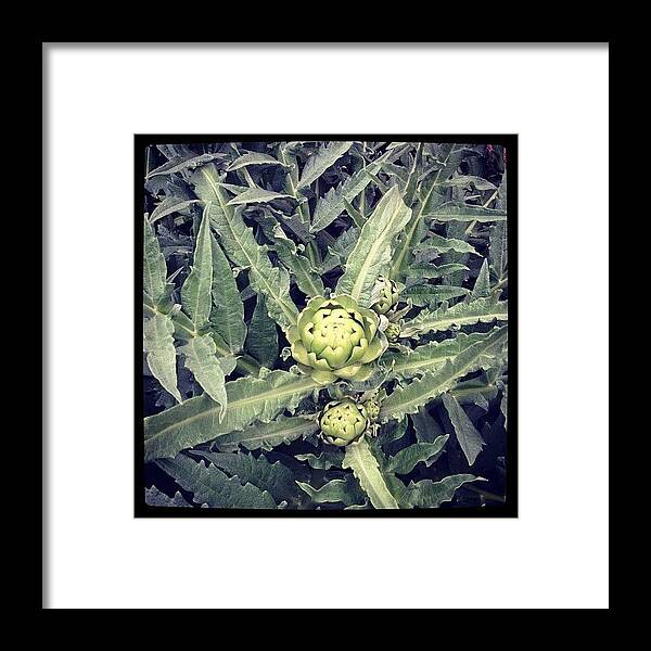  Framed Print featuring the photograph back when my Artichoke was first born... by Gracie Noodlestein