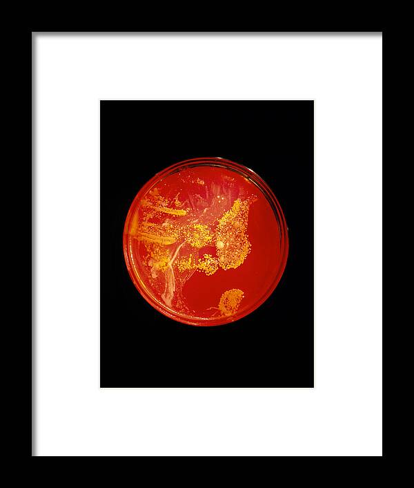 Bacteriology Framed Print featuring the photograph Bacterial Colonies by Volker Steger