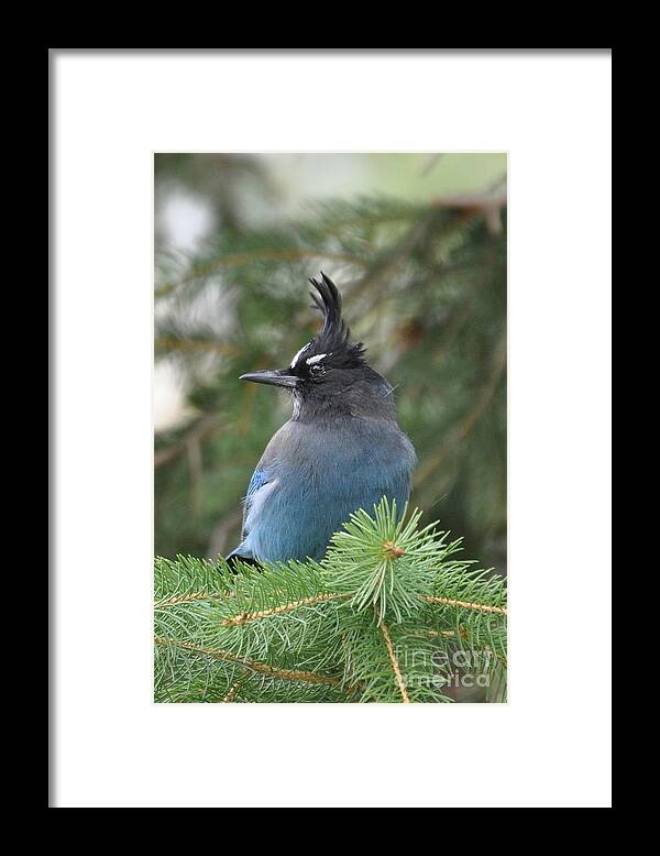 Birds Framed Print featuring the photograph Bad Hair Day by Dorrene BrownButterfield