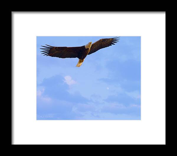 J Larry Walker Framed Print featuring the digital art Bald Eagle - The Grand Master 2 by J Larry Walker