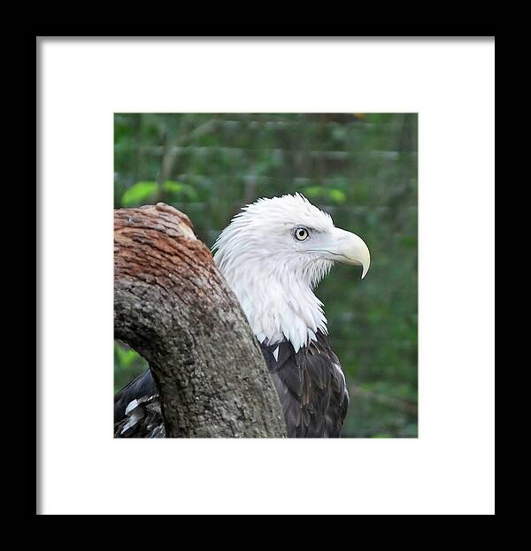 Bird Framed Print featuring the photograph Bald Eagle by Bill Hosford