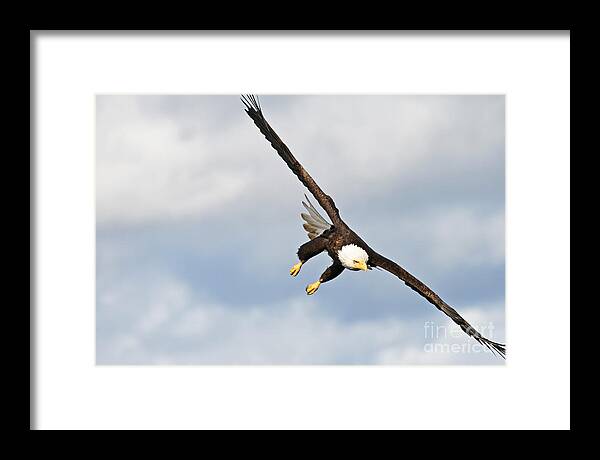 Bald Eagle Framed Print featuring the photograph Bald Eagle by Brandon Broderick