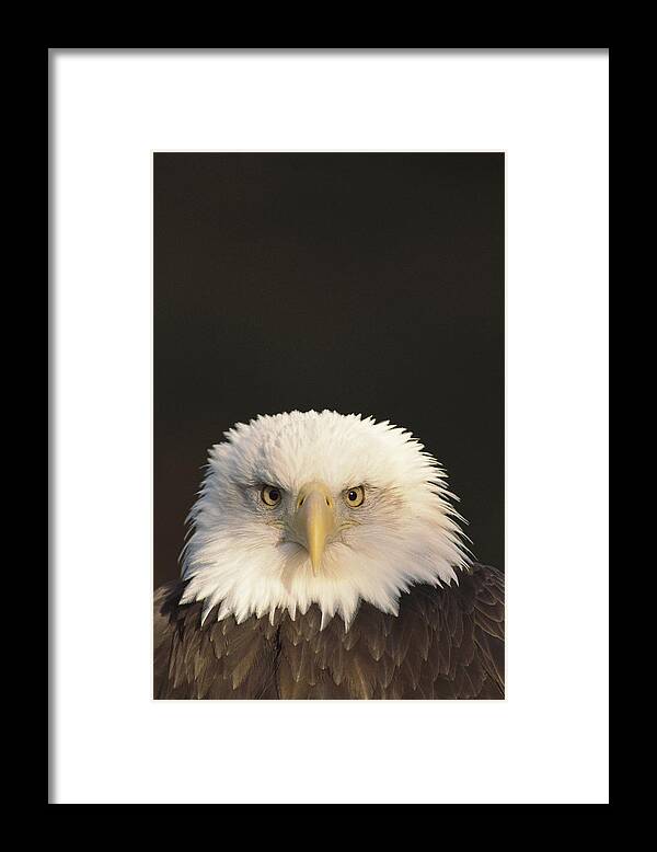 Mp Framed Print featuring the photograph Bald Eagle Haliaeetus Leucocephalus by Gerry Ellis