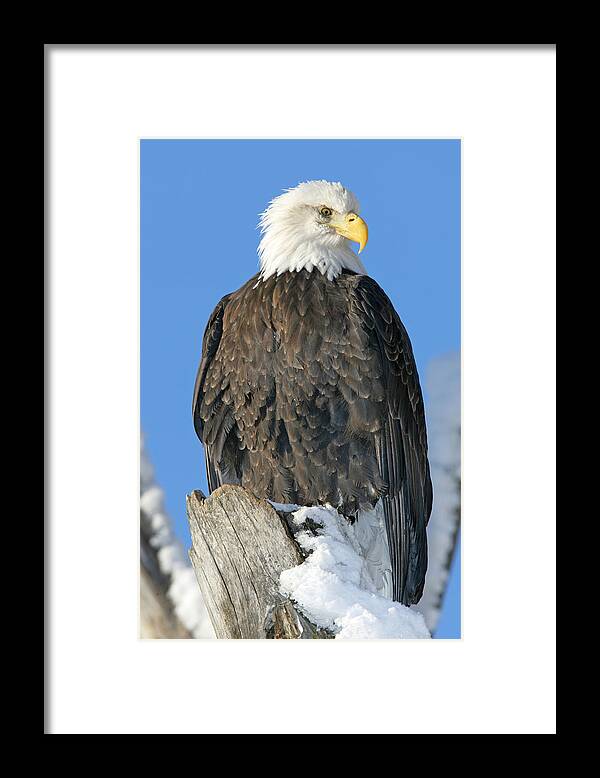 Light Framed Print featuring the photograph Bald Eagle Haliaeetus Leucocephalus by Robert Postma