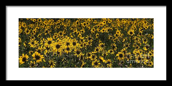 Sandra Bronstein Framed Print featuring the photograph Balsamroot Field in Grand Teton by Sandra Bronstein