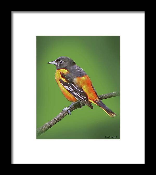 Baltimore Oriole Framed Print featuring the photograph Baltimore Oriole by Larry Linton