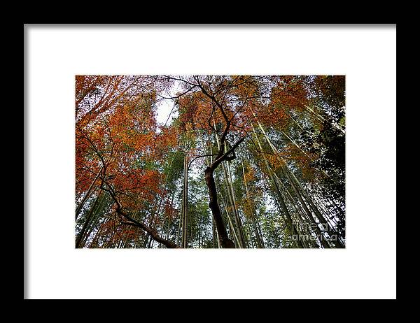 Bamboo Framed Print featuring the photograph Bamboo forest in Autumn by Dean Harte