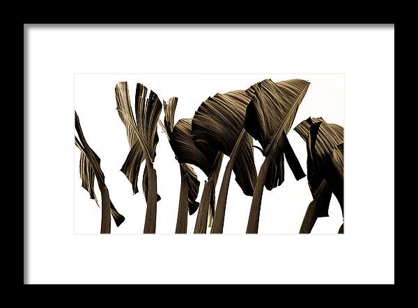 Banana Framed Print featuring the photograph Banana Tree Leafs by Atom Crawford