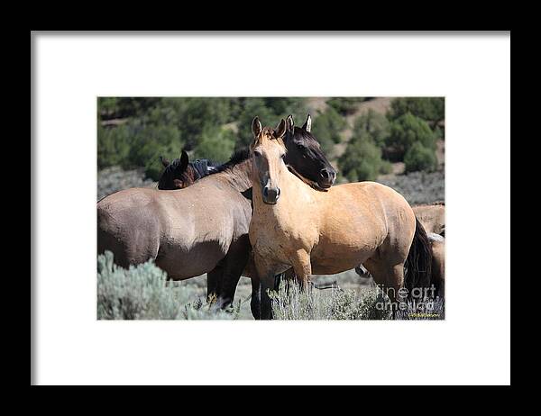 Horses Framed Print featuring the photograph Band of Friends - Monero Mustangs Sanctuary by Veronica Batterson