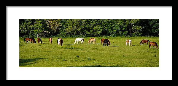 Horses Framed Print featuring the photograph Band of Horses by BandC Photography