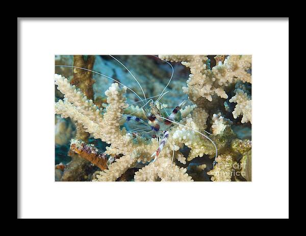 Invertebrate Framed Print featuring the photograph Banded Coral Shrimp Amongst Staghorn by Steve Jones