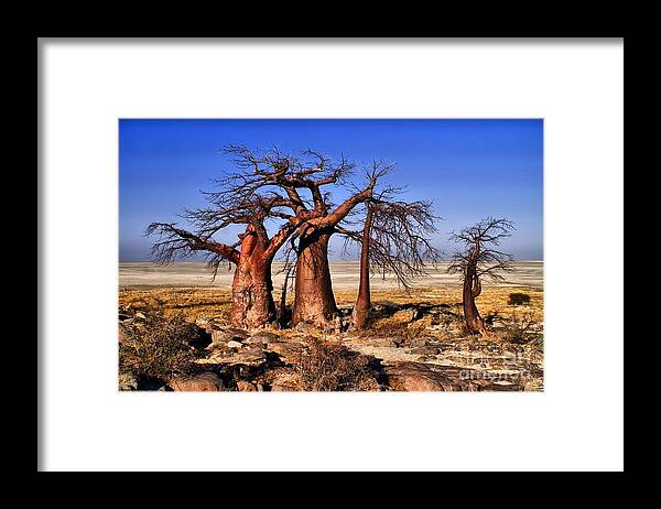 Baobabs Framed Print featuring the photograph Baobabs at Kubu by Mareko Marciniak