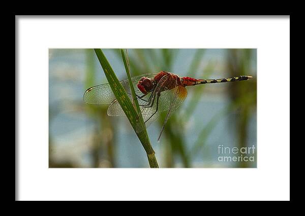 Dragonfly Framed Print featuring the photograph Barbet dragonfly by Mareko Marciniak