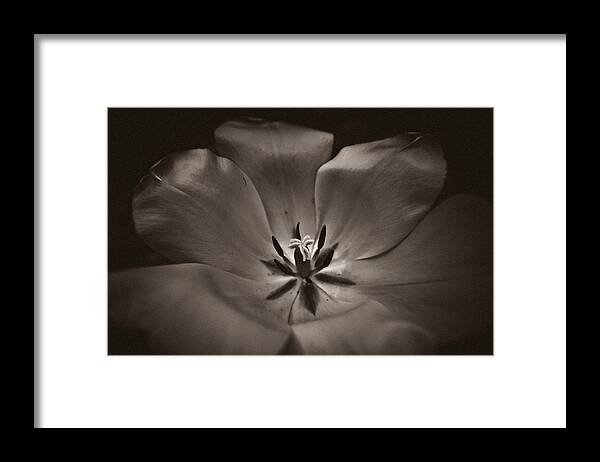 Flower Framed Print featuring the photograph Bare by Jason Naudi Photography