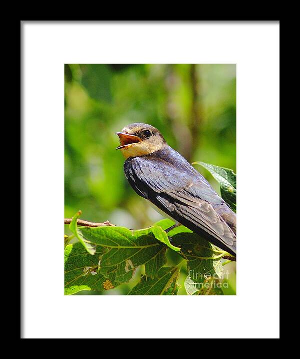 Animal Framed Print featuring the photograph Barn Swallow In Sunlight by Robert Frederick