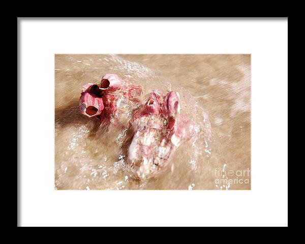 Beach Framed Print featuring the photograph Barnacle Song by Ken Williams