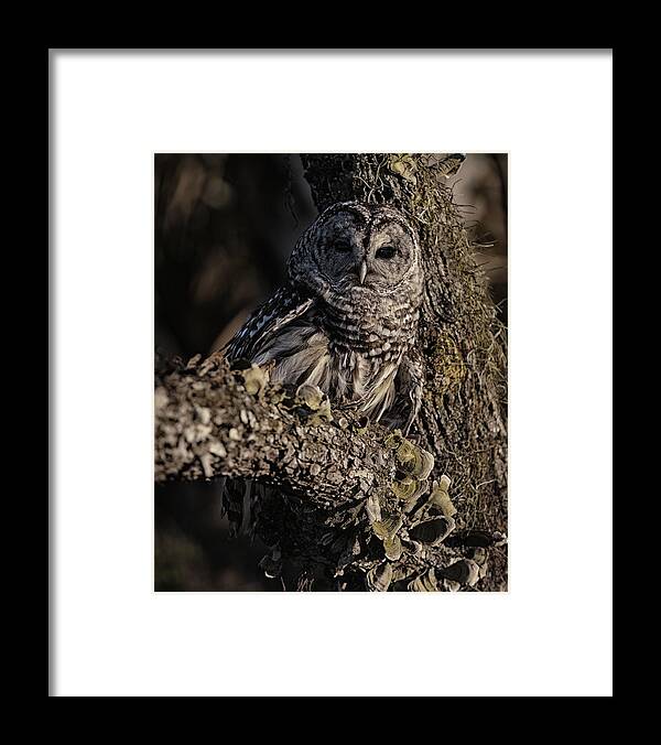 Barred Owl Framed Print featuring the photograph Barred Owl 5 by Wade Aiken