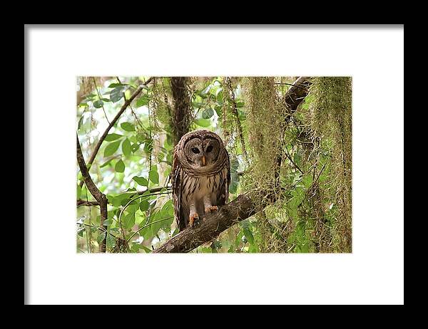 Bird Framed Print featuring the photograph Barred Owl by Bill Hosford
