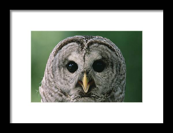 Mp Framed Print featuring the photograph Barred Owl Strix Varia Portrait, North by Gerry Ellis