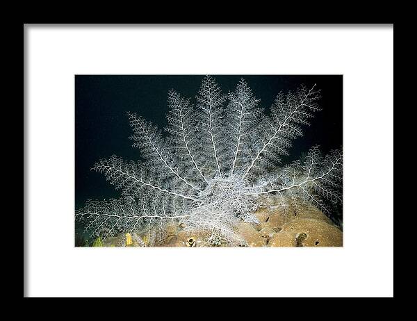 Basket Star Framed Print featuring the photograph Basket Star by Georgette Douwma
