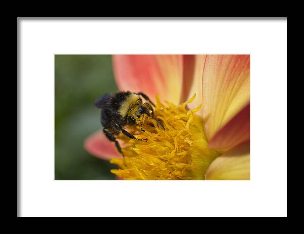 Pollination Framed Print featuring the photograph Bathing In Pollen by Priya Ghose