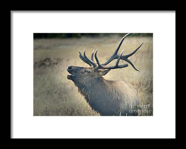 Elk Framed Print featuring the photograph Battle Tested Elk Warrior by Nava Thompson