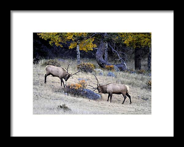 Elk Framed Print featuring the photograph Battlefield Colorado by Nava Thompson