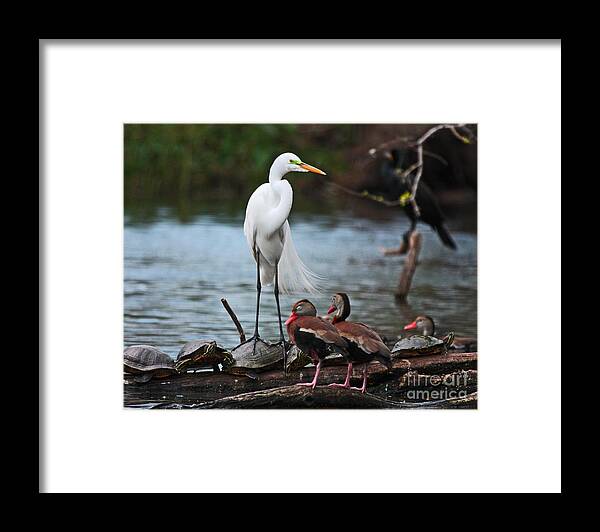 Egret Photography Framed Print featuring the photograph Bayou Friends by Luana K Perez