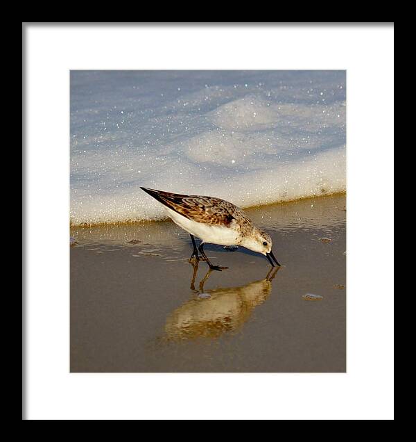 Animal Framed Print featuring the photograph Beach Bird by Billy Beck