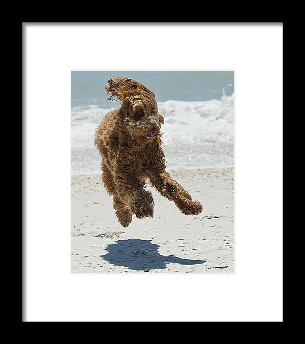 Dog Framed Print featuring the photograph Beach Boy by Wade Aiken