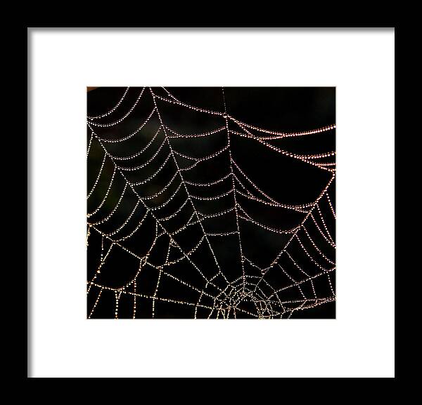 Spider Framed Print featuring the photograph Beaded Beauty by Karen Harrison Brown