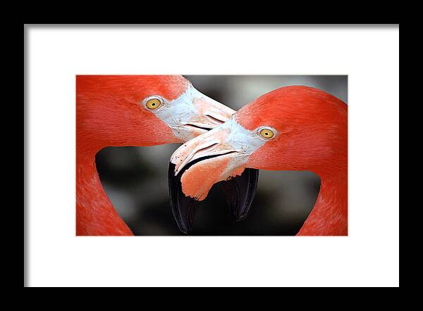 Flamingos Framed Print featuring the photograph Beak to Beak by Donna Proctor