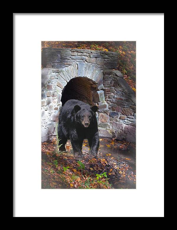 Bear Black Bear Framed Print featuring the photograph Bear Den by Joe Granita