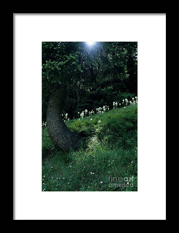 Bear-grass Framed Print featuring the photograph Bear-grass Ridge II by Sharon Elliott
