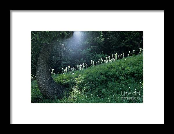 Bear-grass Framed Print featuring the photograph Bear-grass Ridge by Sharon Elliott