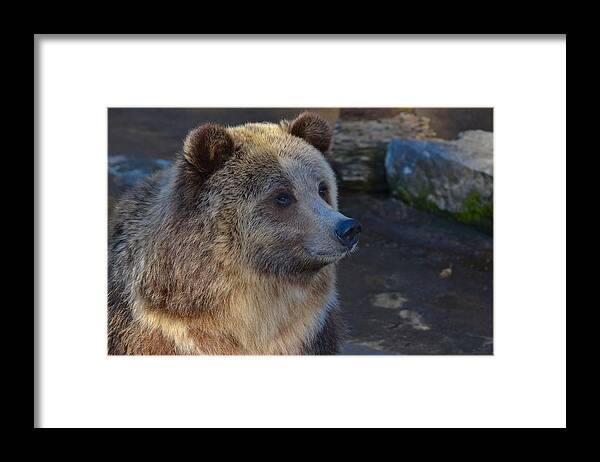 Photography Framed Print featuring the photograph Bear Joy by Michael Mrozik